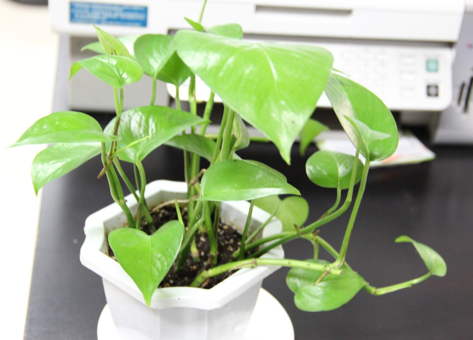 盆栽绿萝植物