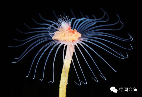 这个,是花水母tubularia indivisa的触手冠,在中央,有一只裸鳃类的海